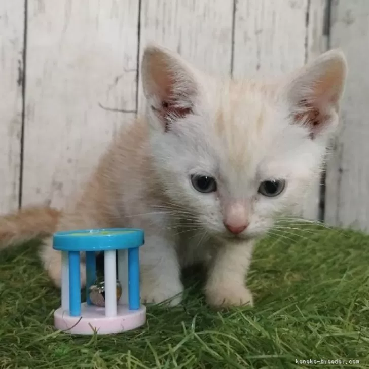 ID:2505-03490の子猫