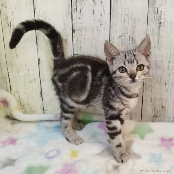ID：2507-00797の子猫