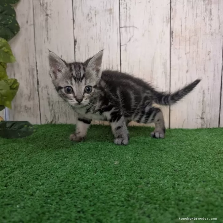 ID：2412-02107の子猫