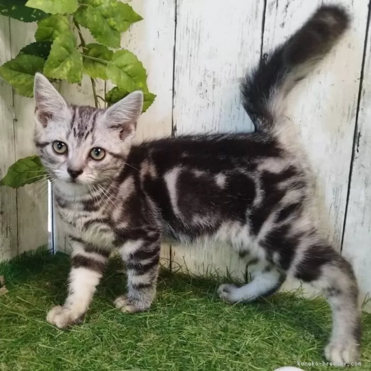ID:2506-02943の子猫