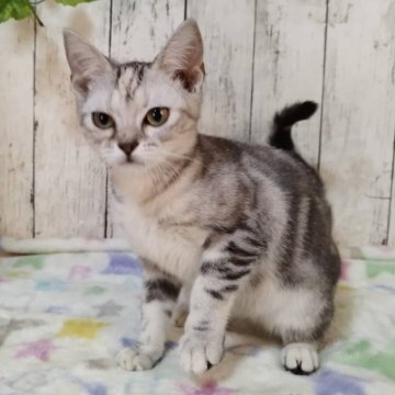 アメリカンショートヘア【三重県・女の子・2025年6月4日・シルバーパッチドタビー】の写真「総額表示💰可愛い女の子♡」