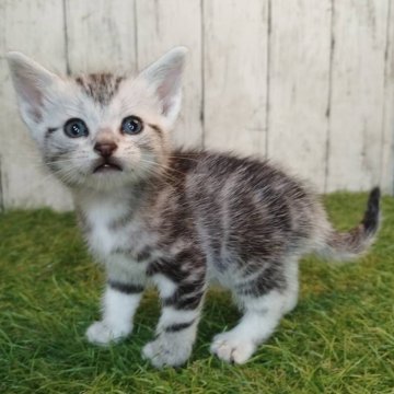 アメリカンショートヘア【三重県・男の子・2025年6月16日・シルバータビー】の写真「総額表示💰可愛い男の子♡」
