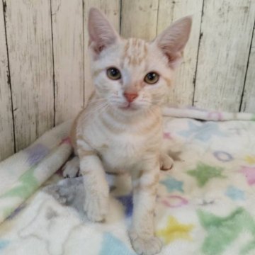 アメリカンショートヘア【三重県・男の子・2025年5月18日・レッドタビー】の写真「総額表示💰遊ぶの大好きな男の子です！」