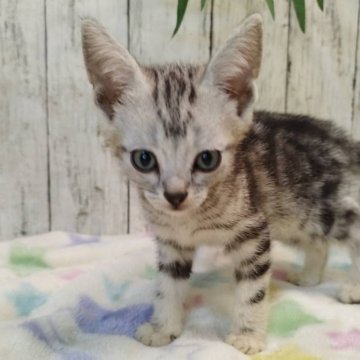 アメリカンショートヘア【三重県・男の子・2025年6月4日・シルバータビー】の写真「総額表示💰可愛い男の子♡」
