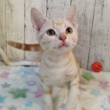 アメリカンショートヘア【三重県・男の子・2025年5月18日・レッドタビー】の写真「総額表示💰遊ぶの大好きな男の子です！」