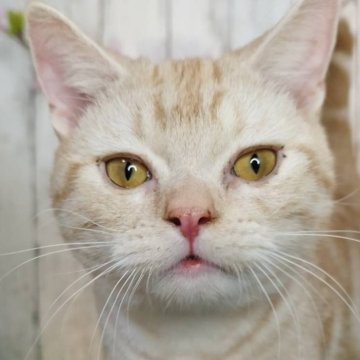 アメリカンショートヘア【三重県・男の子・2024年5月10日・カメオ】の写真「元気な男の子です♪」