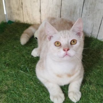 アメリカンショートヘア【三重県・男の子・2025年5月11日・カメオタビー】の写真「総額表示💰人懐っこい男の子♡」