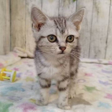 アメリカンショートヘア【三重県・女の子・2025年6月16日・シルバータビー】の写真「総額表示💰可愛い女の子♡」