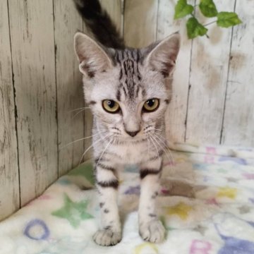 アメリカンショートヘア【三重県・女の子・2025年6月4日・シルバータビー】の写真「総額表示💰人懐っこくて可愛い女の子♡」