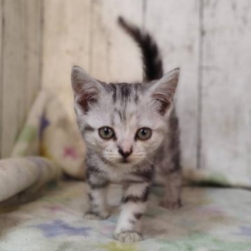 アメリカンショートヘア【三重県・女の子・2025年11月18日・シルバータビー】の写真「総額表示💰可愛い女の子♡」