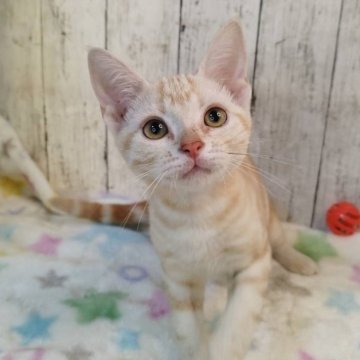アメリカンショートヘア【三重県・男の子・2025年5月18日・レッドタビー】の写真「総額表示💰遊ぶの大好きな男の子です！」