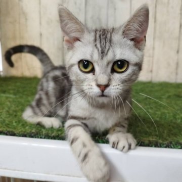 アメリカンショートヘア【三重県・女の子・2025年6月16日・シルバータビー】の写真「総額表示💰可愛い女の子♡」