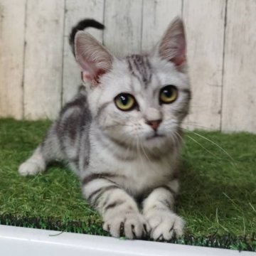 アメリカンショートヘア【三重県・女の子・2025年6月16日・シルバータビー】の写真「総額表示💰可愛い女の子♡」