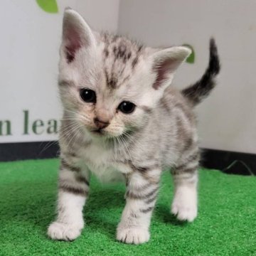 アメリカンショートヘア【三重県・女の子・2025年12月21日・シルバーパッチドタビー】の写真「シルバータビーに茶色が混ざった珍しい毛色の女の子」