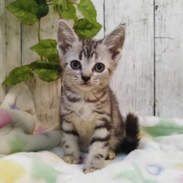 アメリカンショートヘア【三重県・女の子・2025年6月4日・シルバータビー】の写真「総額表示💰可愛い女の子♡」
