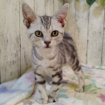 アメリカンショートヘア【三重県・男の子・2025年6月16日・シルバータビー】の写真「総額表示💰可愛い男の子♡」