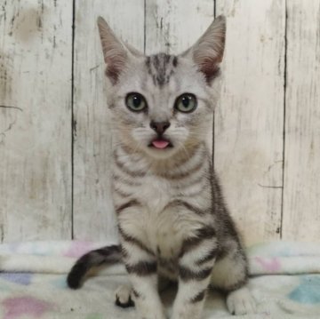 アメリカンショートヘア【三重県・男の子・2025年6月4日・シルバータビー】の写真「総額表示💰可愛い男の子♡」