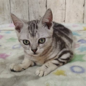 アメリカンショートヘア【三重県・男の子・2025年6月4日・シルバータビー】の写真「総額表示💰可愛い男の子♡」