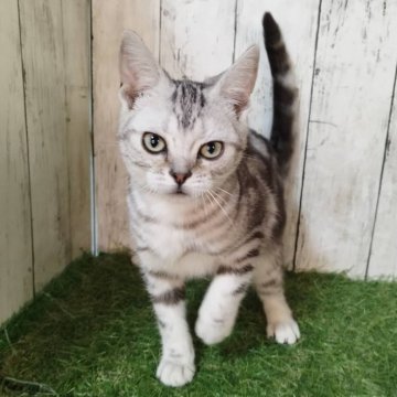 アメリカンショートヘア【三重県・男の子・2025年6月4日・シルバータビー】の写真「総額表示💰可愛い男の子♡」