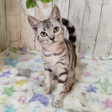 アメリカンショートヘア【三重県・女の子・2025年6月4日・シルバータビー】の写真「総額表示💰人懐っこくて可愛い女の子♡」