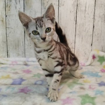 アメリカンショートヘア【三重県・女の子・2025年6月4日・シルバータビー】の写真「総額表示💰可愛い女の子♡」