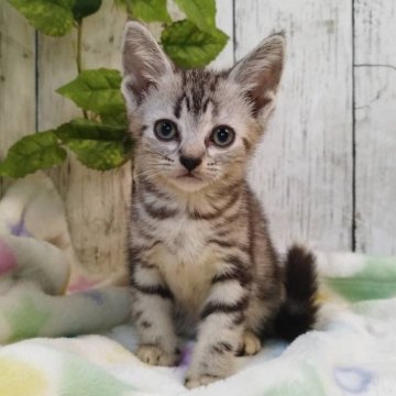 アメリカンショートヘア【三重県・女の子・2025年6月4日・シルバータビー】の写真「総額表示💰可愛い女の子♡」
