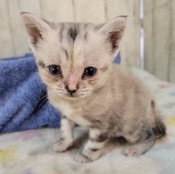 アメリカンショートヘア【三重県・女の子・2025年11月18日・シルバータビー】の写真「総額表示💰可愛い女の子♡」