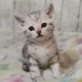 アメリカンショートヘア