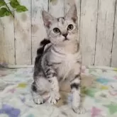 アメリカンショートヘア