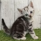 アメリカンショートヘア
