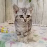 アメリカンショートヘア
