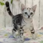 アメリカンショートヘア