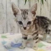 アメリカンショートヘア