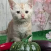 アメリカンショートヘア【三重県・男の子・2025年1月4日・カメオタビー】の写真1