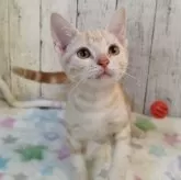 アメリカンショートヘア