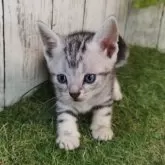 アメリカンショートヘア