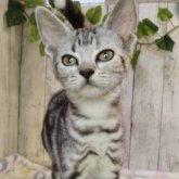 アメリカンショートヘア