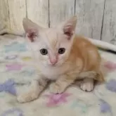 アメリカンショートヘア