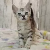 アメリカンショートヘア