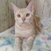 アメリカンショートヘア