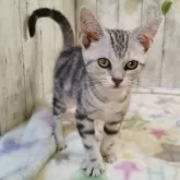 アメリカンショートヘア