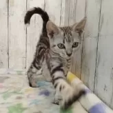 アメリカンショートヘア