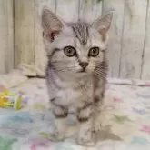 アメリカンショートヘア