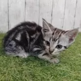 アメリカンショートヘア