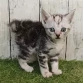 アメリカンショートヘア