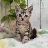 アメリカンショートヘア