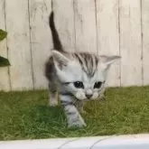 アメリカンショートヘア
