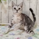 アメリカンショートヘア