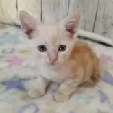 アメリカンショートヘア