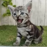 アメリカンショートヘア